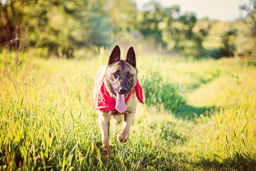 犬が多汗症になる原因と主な症状、治療や予防まで
