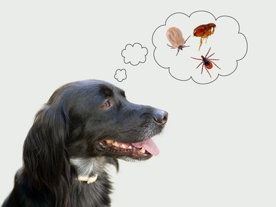 パノラミス錠の効果！寄生虫から犬を守る予防薬