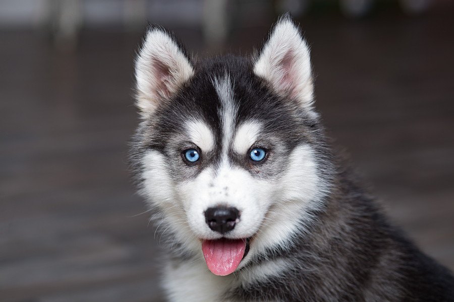 『青い瞳』を持つ犬種３選！なぜあんなにも美しい目を持ってるの？