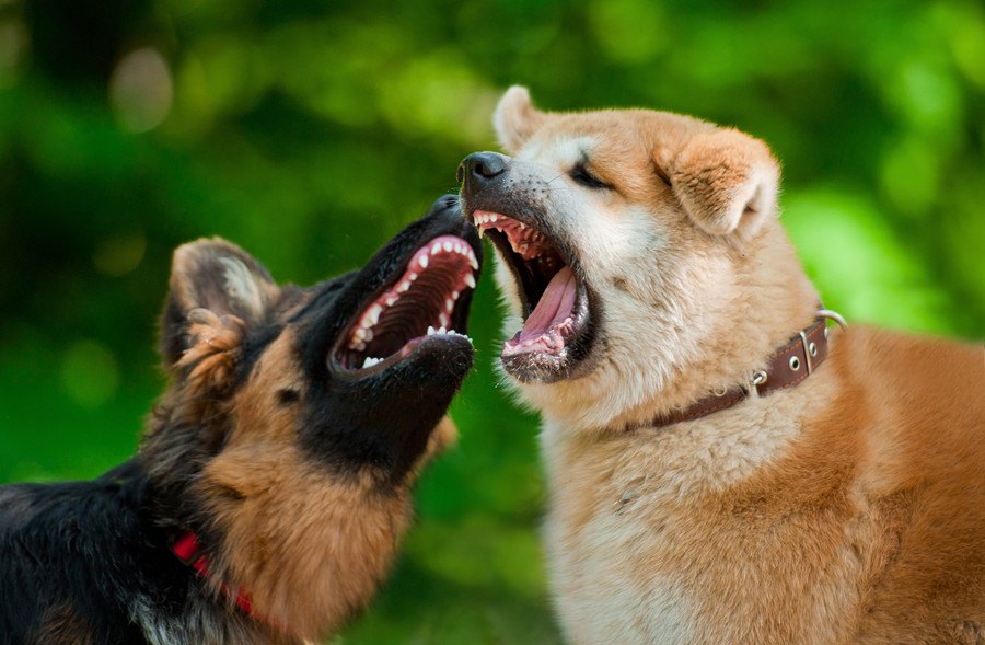 多頭飼いの犬同士が喧嘩してしまう理由と対処法