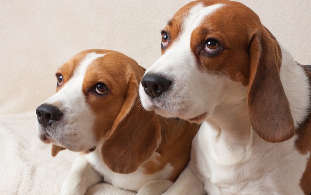 同じ家庭の犬同士の関係は、お互いの行動に影響を及ぼすか？という研究
