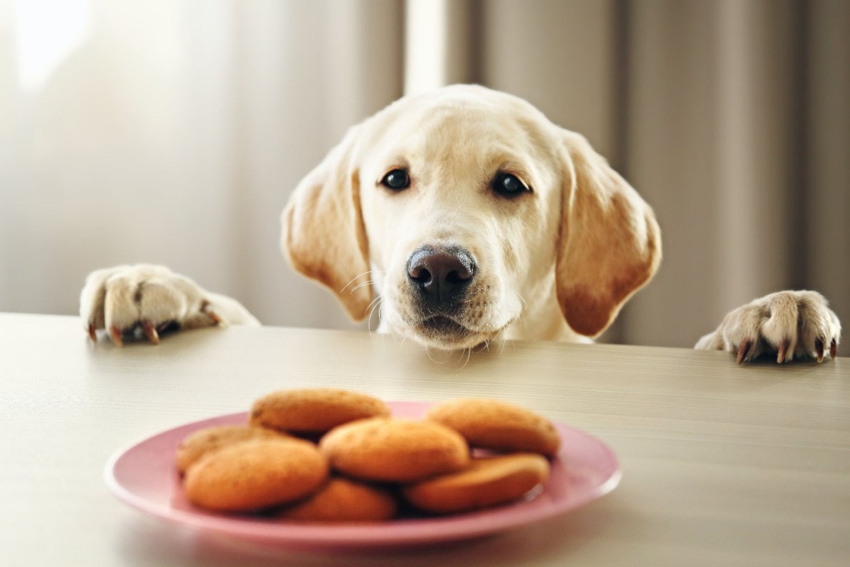 犬に『人の食べ物』が絶対NGな5つの理由