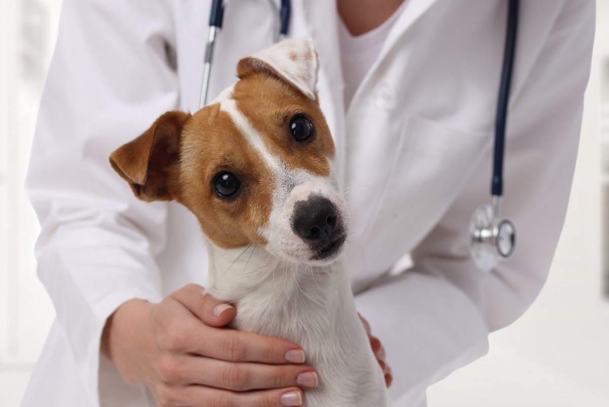 犬から人にうつる『危険な病気』4選！症状や予防法を解説