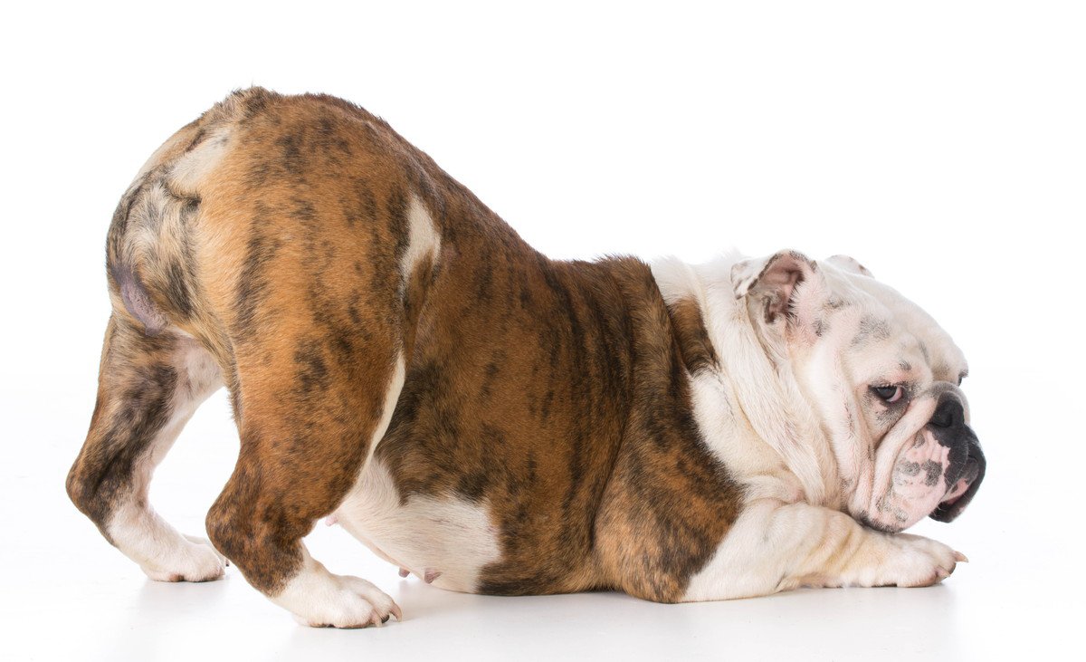 犬のおならが異常に臭くなる原因4選　病気のサインや改善方法