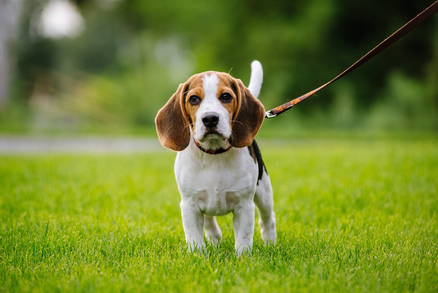 犬が散歩で『帰宅拒否』する時の対処法５つ