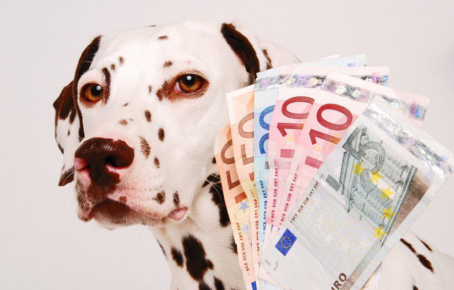 犬との生活でケチってはいけない！お金を使うべきところ３つ