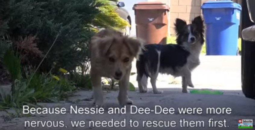 車から捨てられた3匹の犬。近所の人の協力で無事に保護成功！