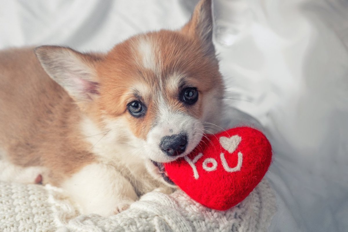 愛犬があなたに『愛してます』と言っているサイン5選　大好きな人にしか見せない仕草や行動とは