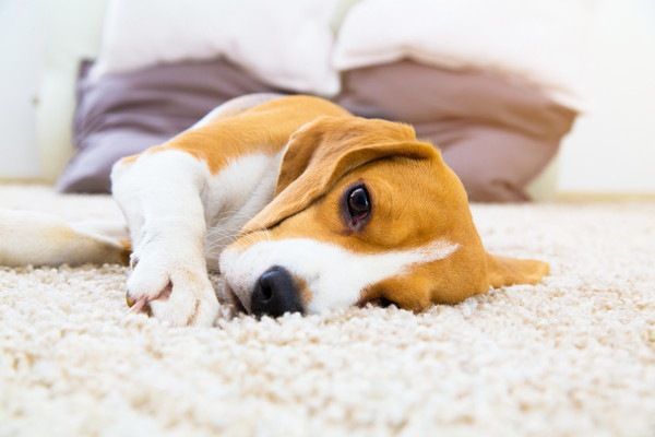 犬の腸炎について　症状や原因、治療と予防法