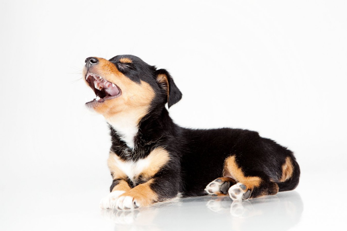 犬が突然「ギャン」と大声で鳴く理由3つ！体の不調を訴えている可能性も