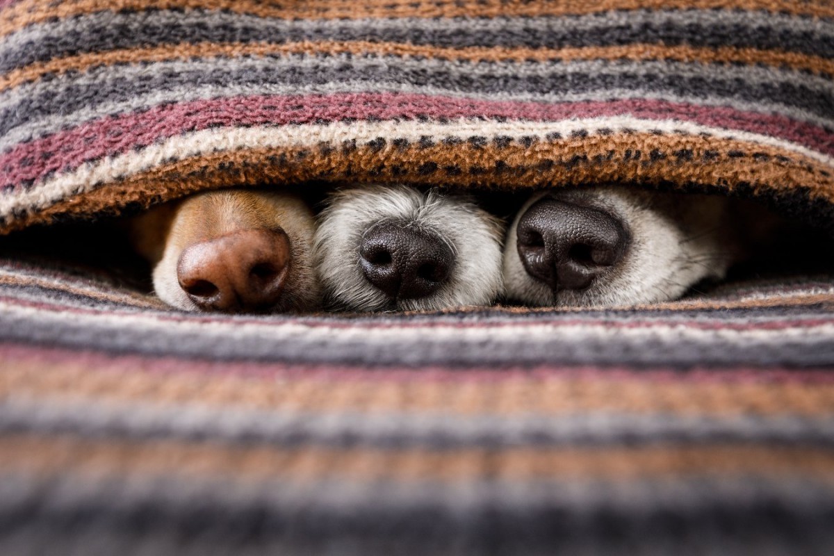 犬が見せる「寒い時のサイン」３選　体を温める方法と注意点