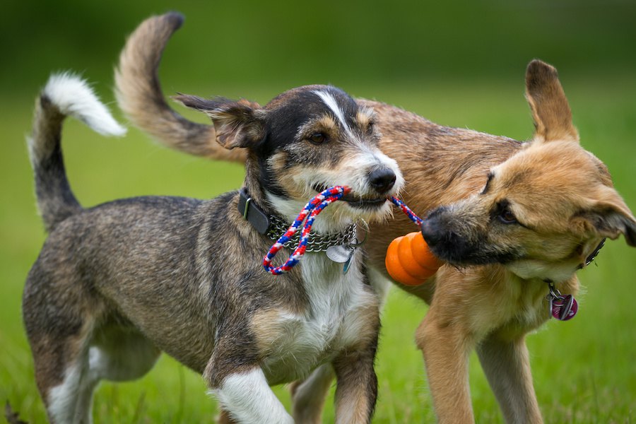 仲良しな犬同士がよく見せる４つの行動