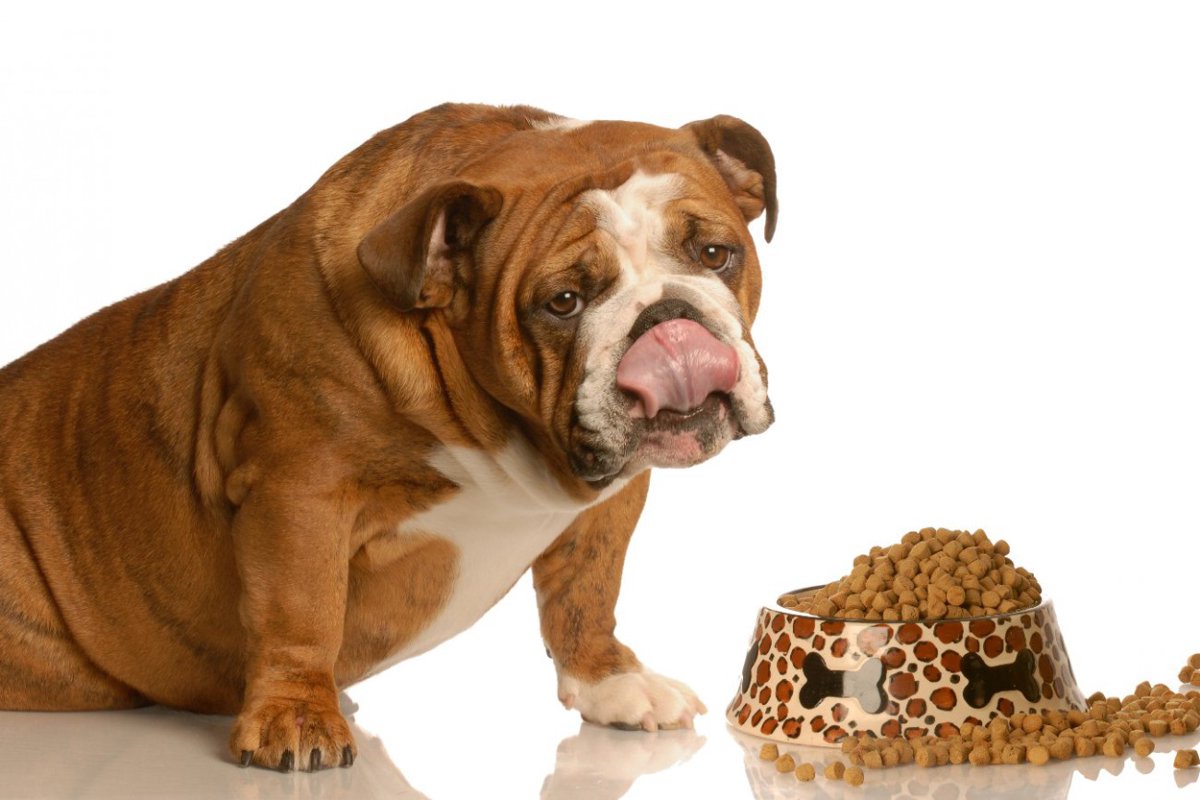 犬が『ご飯を食べ過ぎているとき』のサイン4つ！考えられる悪影響や食事量を減らすコツとは？