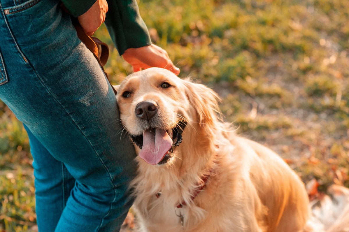 『犬が幸せを感じる時間』5選！幸福感を与える方法と不幸を感じてしまうダメ行動とは？
