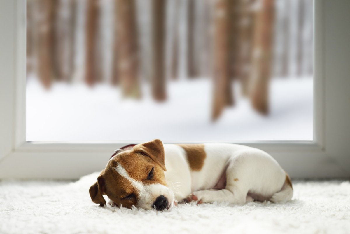 犬が『寒がっている』時のサイン4選　注意すべき行動や必要な寒さ対策をご紹介