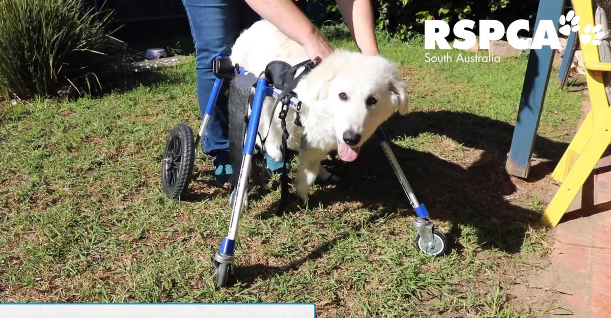 生まれつき前脚に疾患を抱えた犬「走れるよ！」初めての車椅子に大はしゃぎ