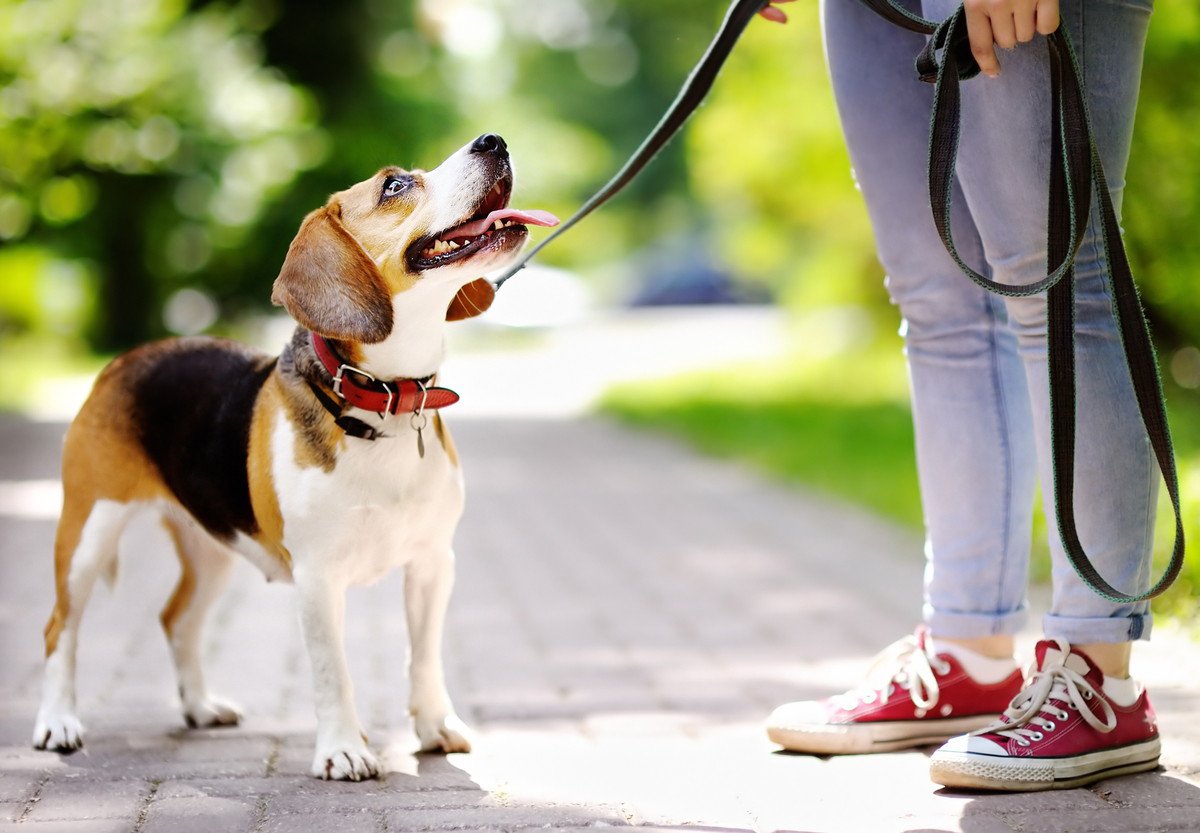 「散歩が好きすぎる犬」がよく見せる5つの行動