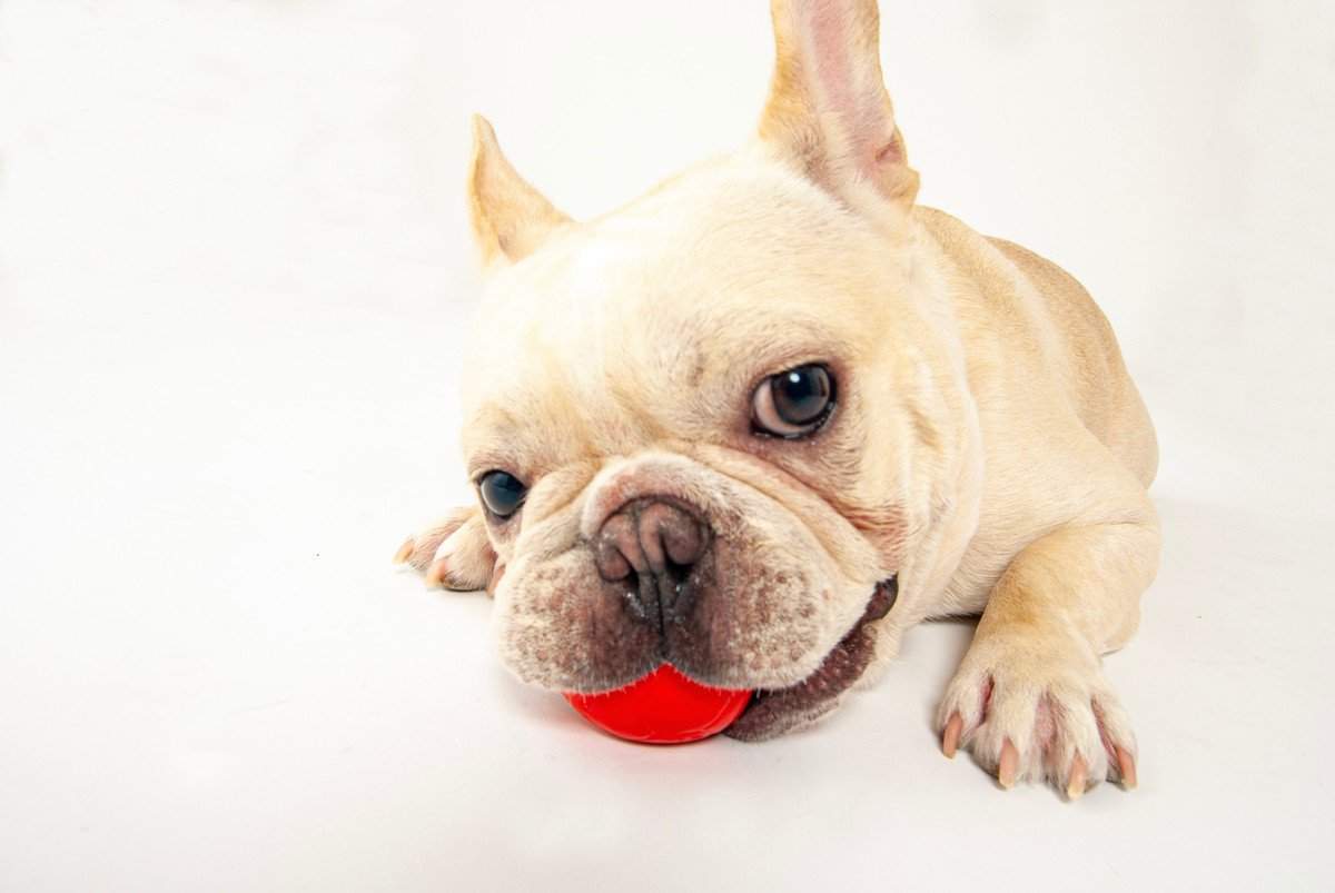犬がおもちゃを離してくれない時の心理5つ！離してもらうためのコツは？