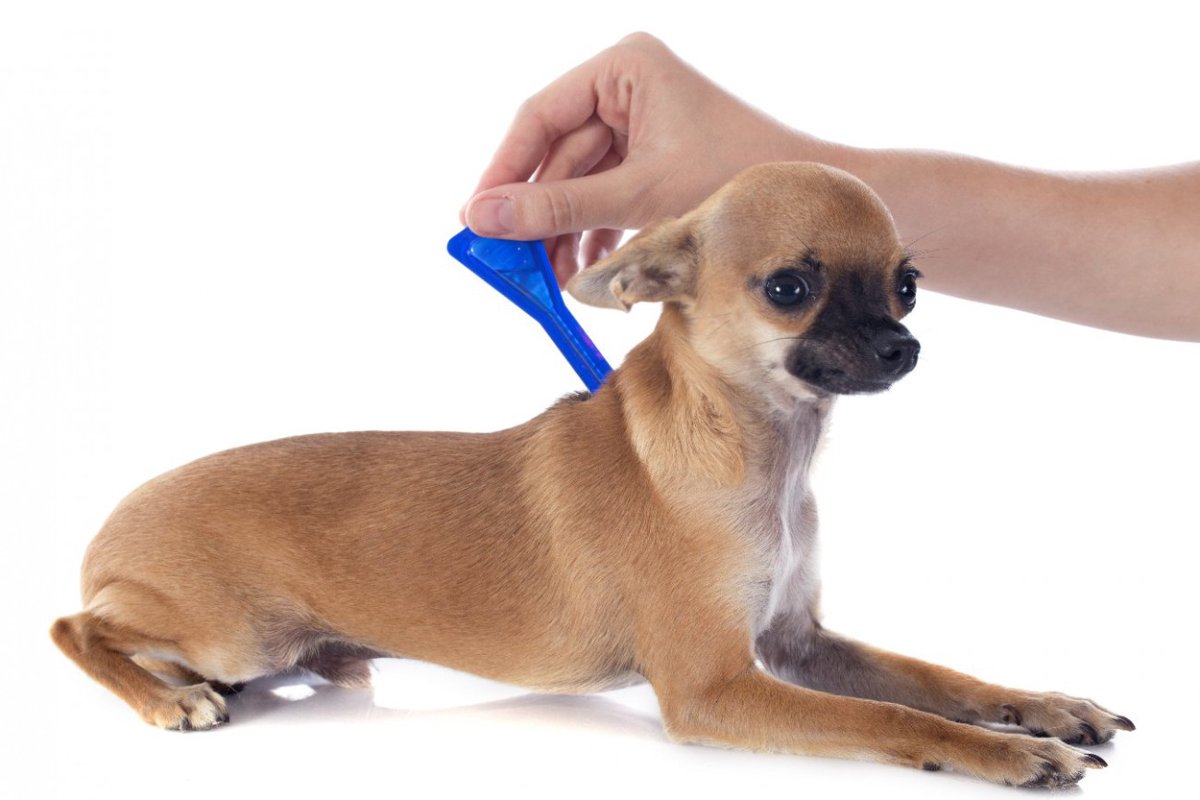 犬のバルトネラ症の正確に診断方法は？複数のテストについての研究結果