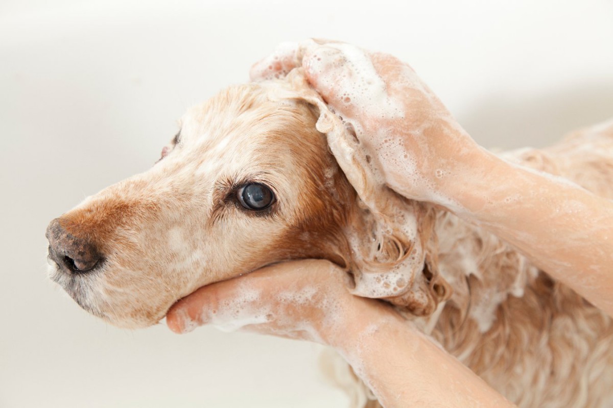 犬に『人間用シャンプー』を使うデメリットと危険性！今更聞けない正しいお風呂の入れ方まで
