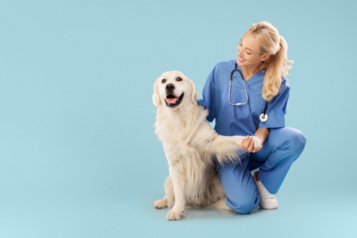 カナダの病院で医療従事者のサポート役として働く犬の「エンバー」 メンタルヘルスの関係を調査する研究もスタート