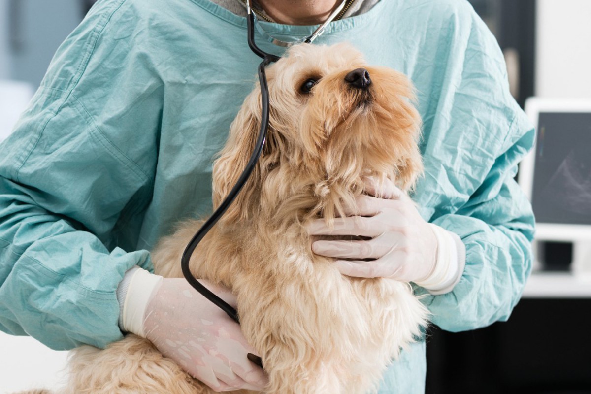動物病院で犬の心拍数はどのような状態になっているのだろう？【研究結果】