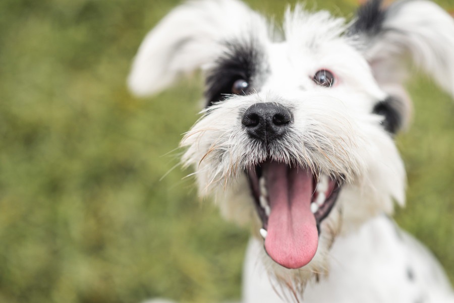 犬の舌の色で分かる健康状態とは？白い時や赤い時、黒い時など