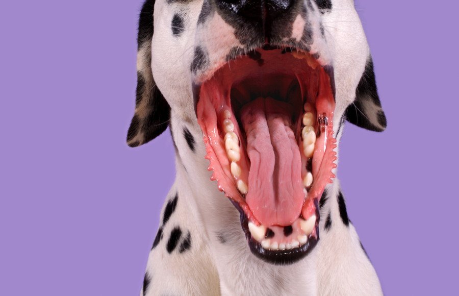 犬の口腔内にはどれだけの細菌がいるの？キスは避けるべき？