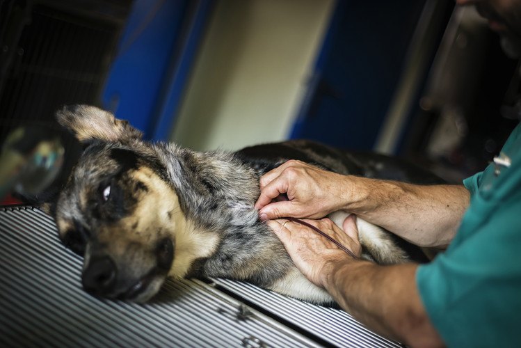【体験談】劣悪環境の輸血提供犬！幸せな余生を送ってほしい