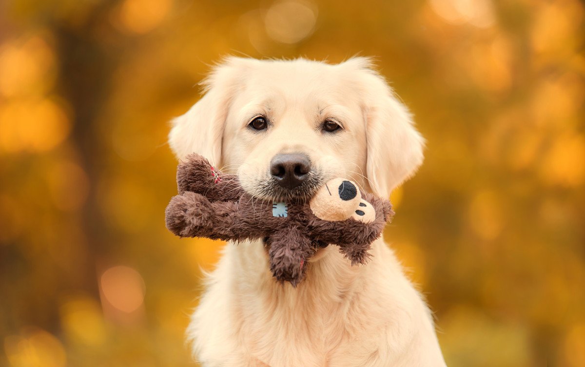 『犬が夢中になるおもちゃ』トップ5！おすすめの使い方や注意点を解説