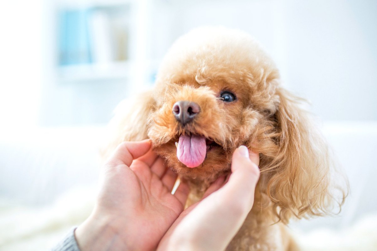 犬の舌でわかる「健康状態」とは？色や状態によってわかる危険な病気を紹介