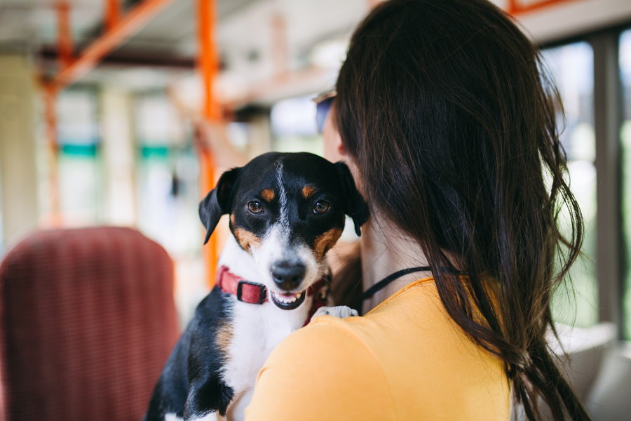 犬とバスに乗れる？乗車可能なバスとマナー、注意点について