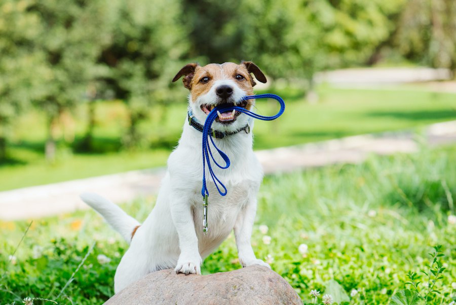 犬の運動は散歩だけでも大丈夫？おすすめの遊び方やその効果を解説