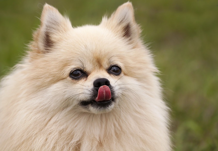 犬に舐められたときに人が感染する可能性のある病気とは？