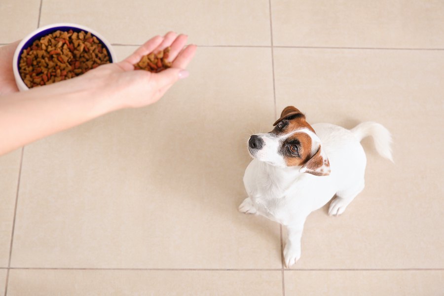 犬の早食い防止策や食器などのおすすめアイテムについてご紹介
