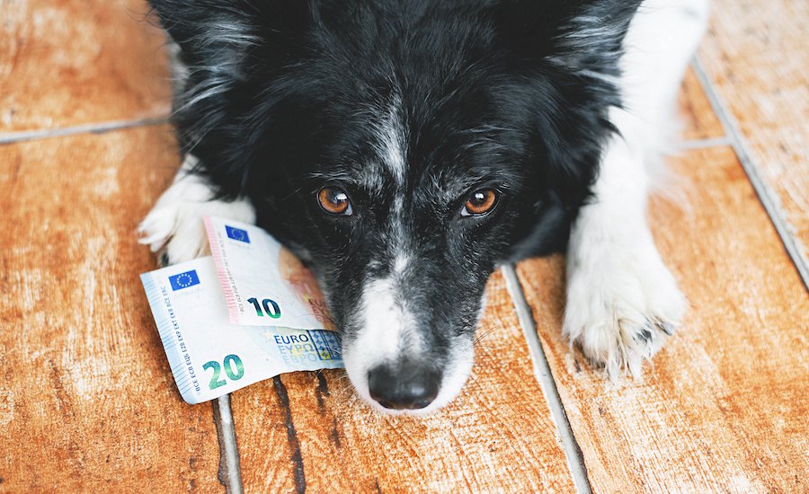飼う前に知っておきたい！犬との暮らしで『お金がかかること』4選