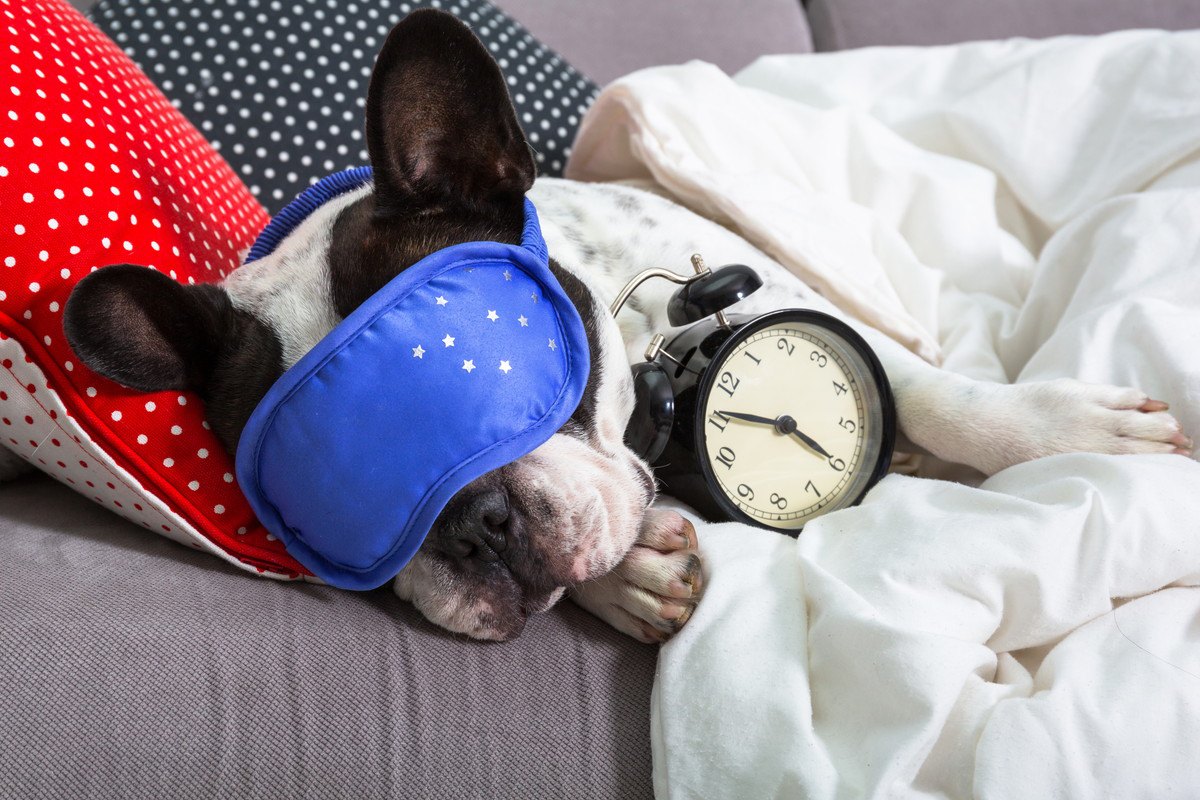 犬の『睡眠時間』が短いときの問題点5選！原因や解決法とは