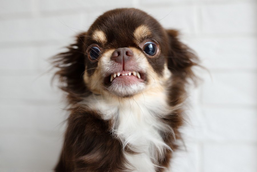 犬がムシャクシャしている時に見せる行動２つ！ストレスを発散させるにはどうしたらいいの？