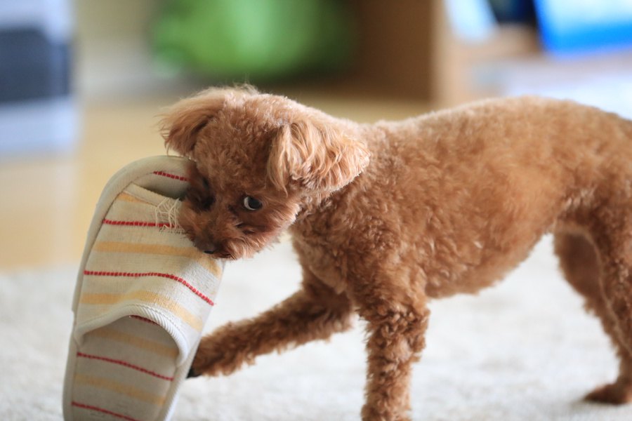 『ずる賢い犬』がよくする行動５選！あなたの愛犬もこんな行動していませんか？