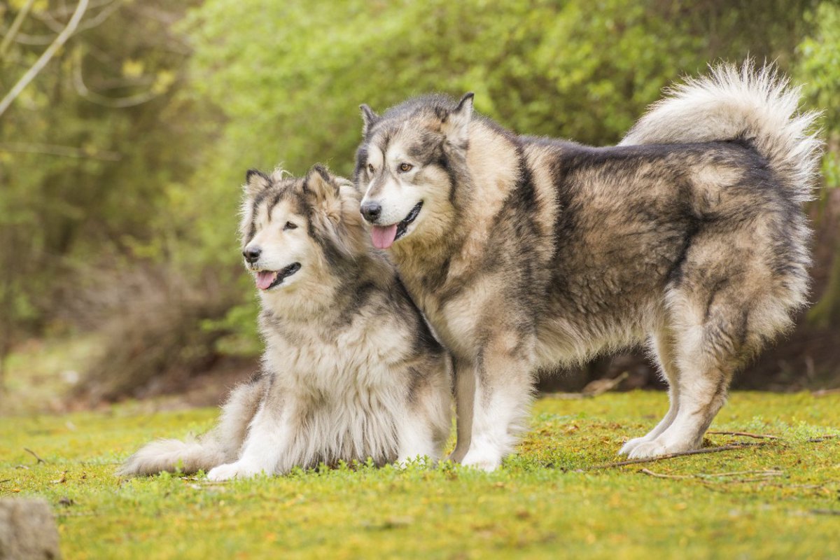 古代犬種５種の問題行動とその要因についての研究