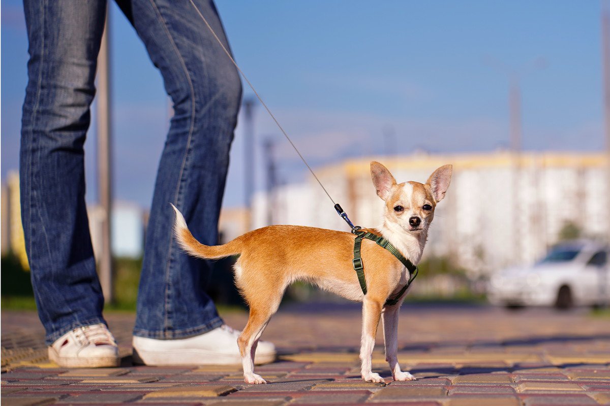 犬が満足しない『散歩の仕方』2選　やるべきではないNG行為と楽しんでもらうために意識すべきこととは？