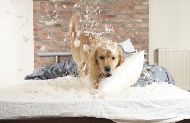 犬がベッドを噛む！その理由とやめさせる方法を解説