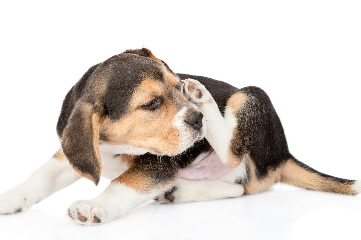 犬が自分の体をかく心理とは？3つの理由と注意すべき病気