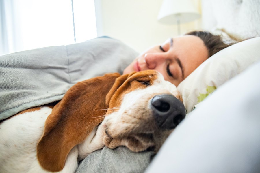犬が飼い主と『一緒に寝たい時』に見せる仕草や行動４つ