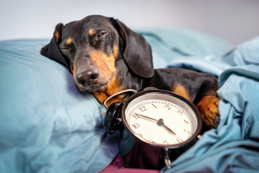 犬は『時間』を認識してるの？