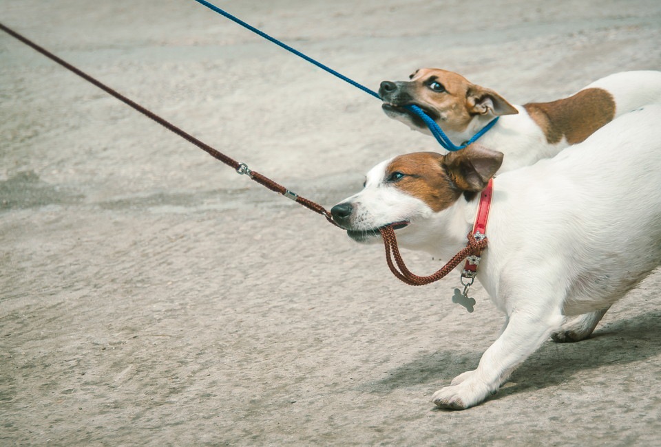 お散歩で愛犬がリードを噛んでしまう４つの理由と５つの対処法