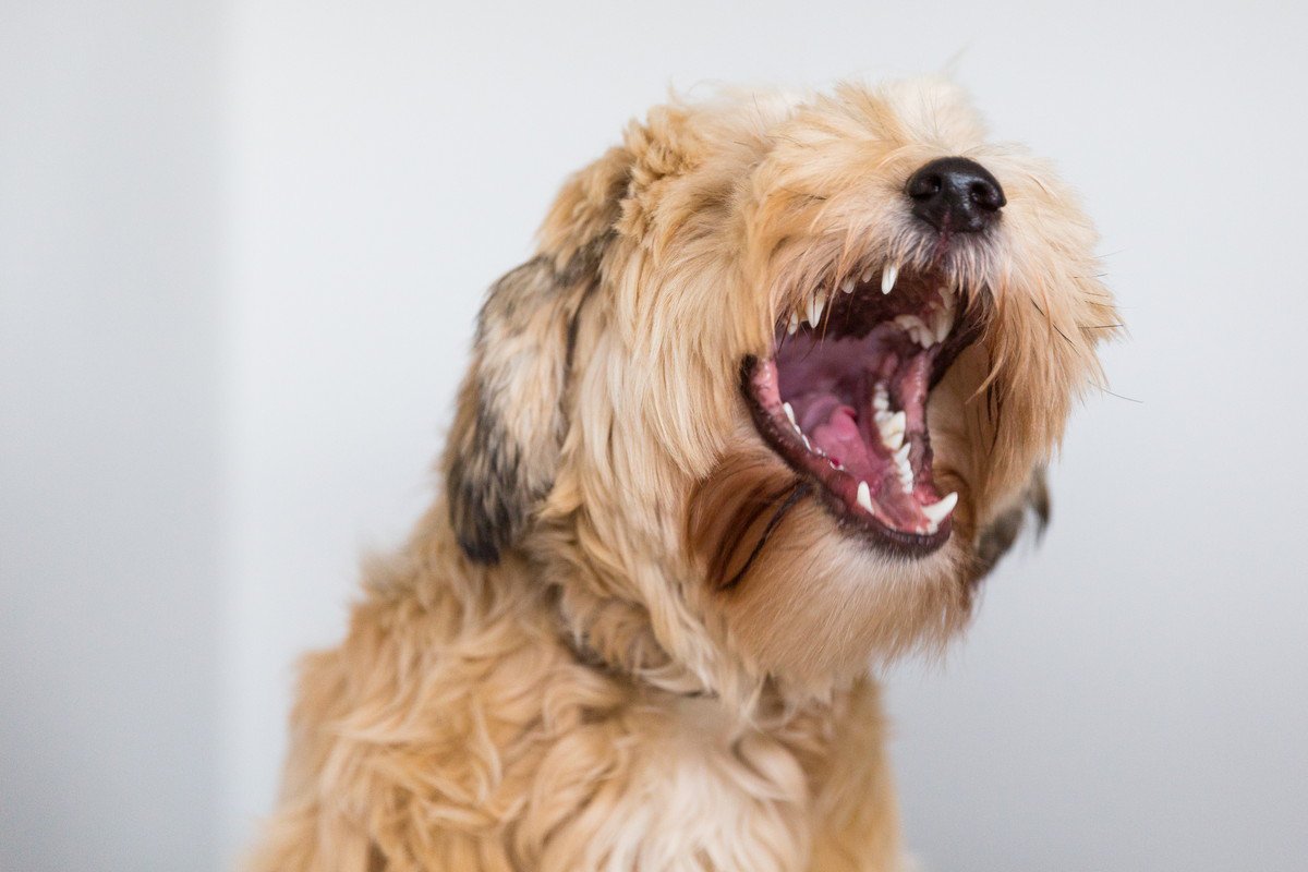 なぜ犬はインターホンが鳴ると吠えるのか？　4つの理由と改善するための方法とは