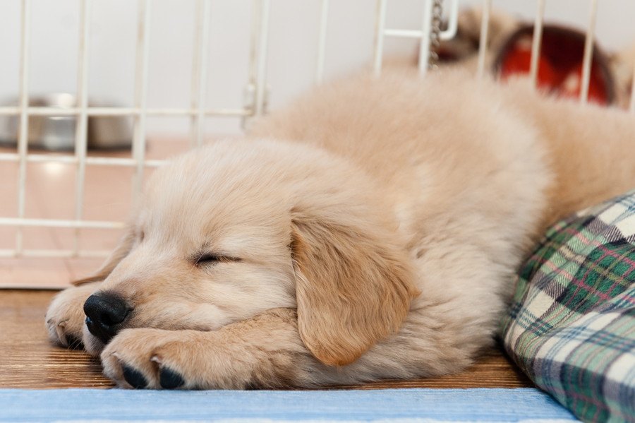 いつ見ても寝てるけど大丈夫？犬の『平均睡眠時間』は何時間？