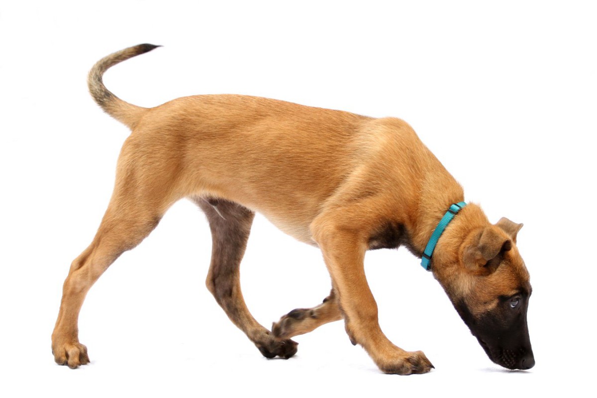 犬の脳は嗅覚を使って「見る」ことができる！？【研究結果】