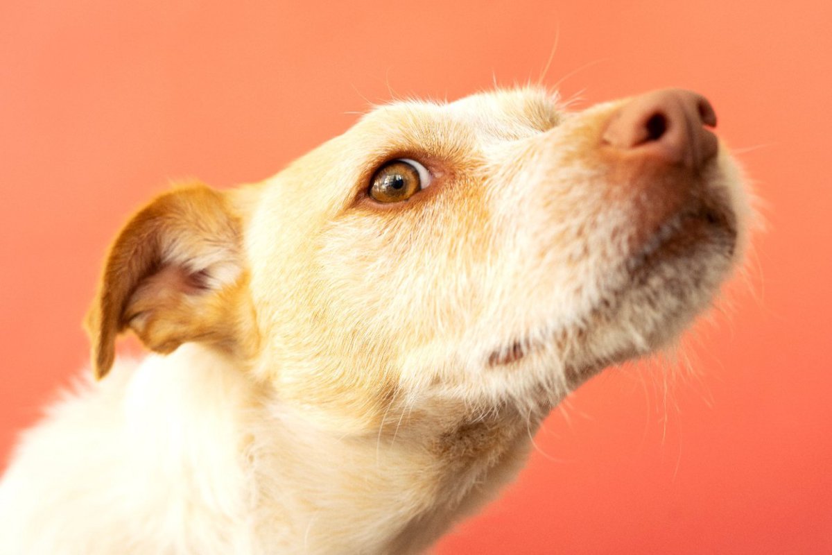 犬が好みやすい『臭いもの』ランキングトップ5　なぜ不快なニオイにも興味を示すの？